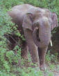 An elefant in jungles